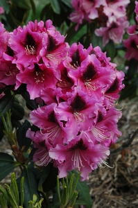 Britannia x Purple Splendour